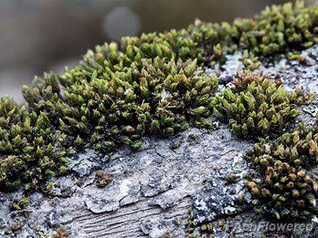 Plant form with dry leaves
